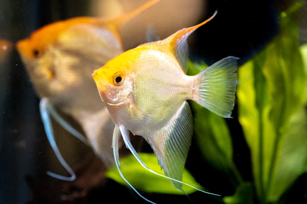 Freshwater Angelfish