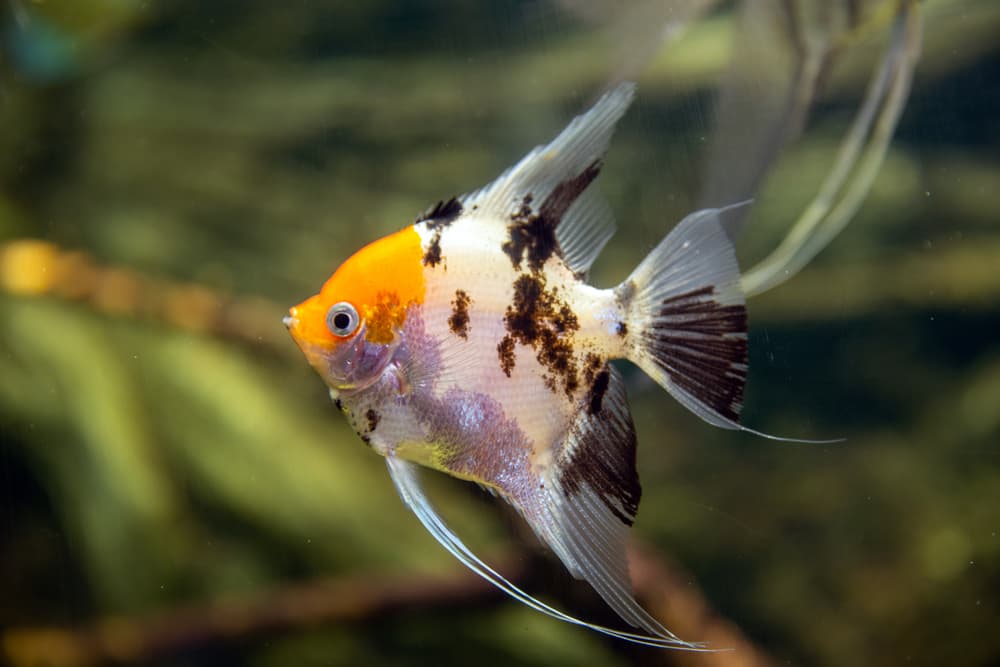 Koi Angelfish