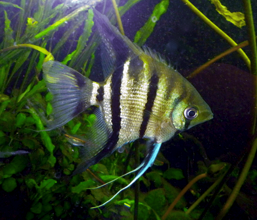 Leopoldi Angelfish