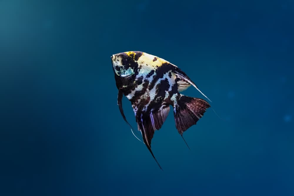 Marble Angelfish