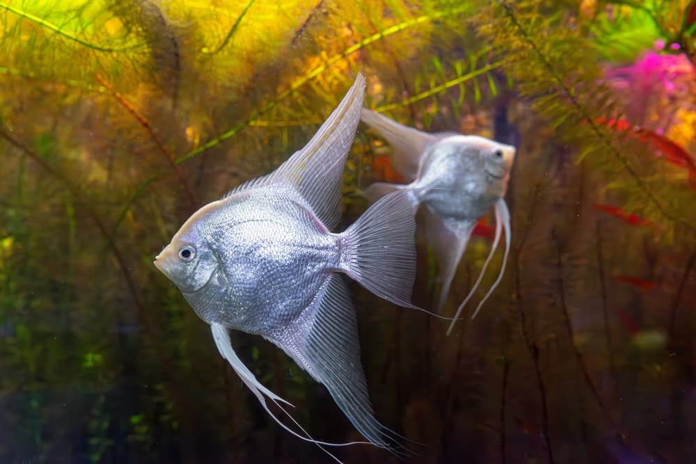 Platinum Angelfish