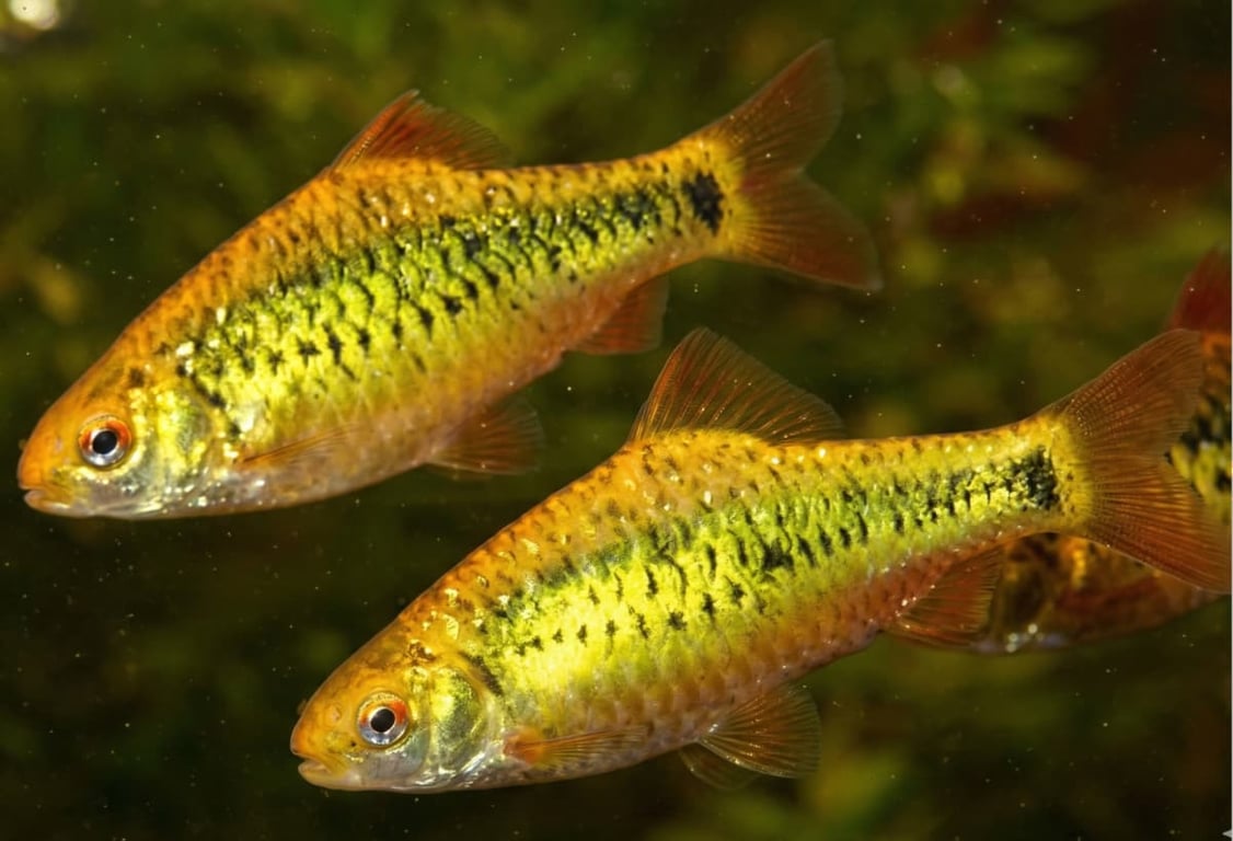 Gold Barb