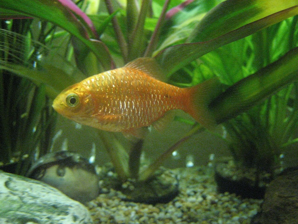 Rosy Barb