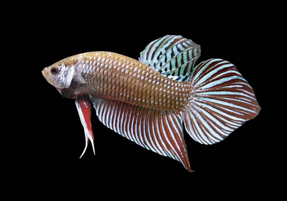 Mahachai Betta