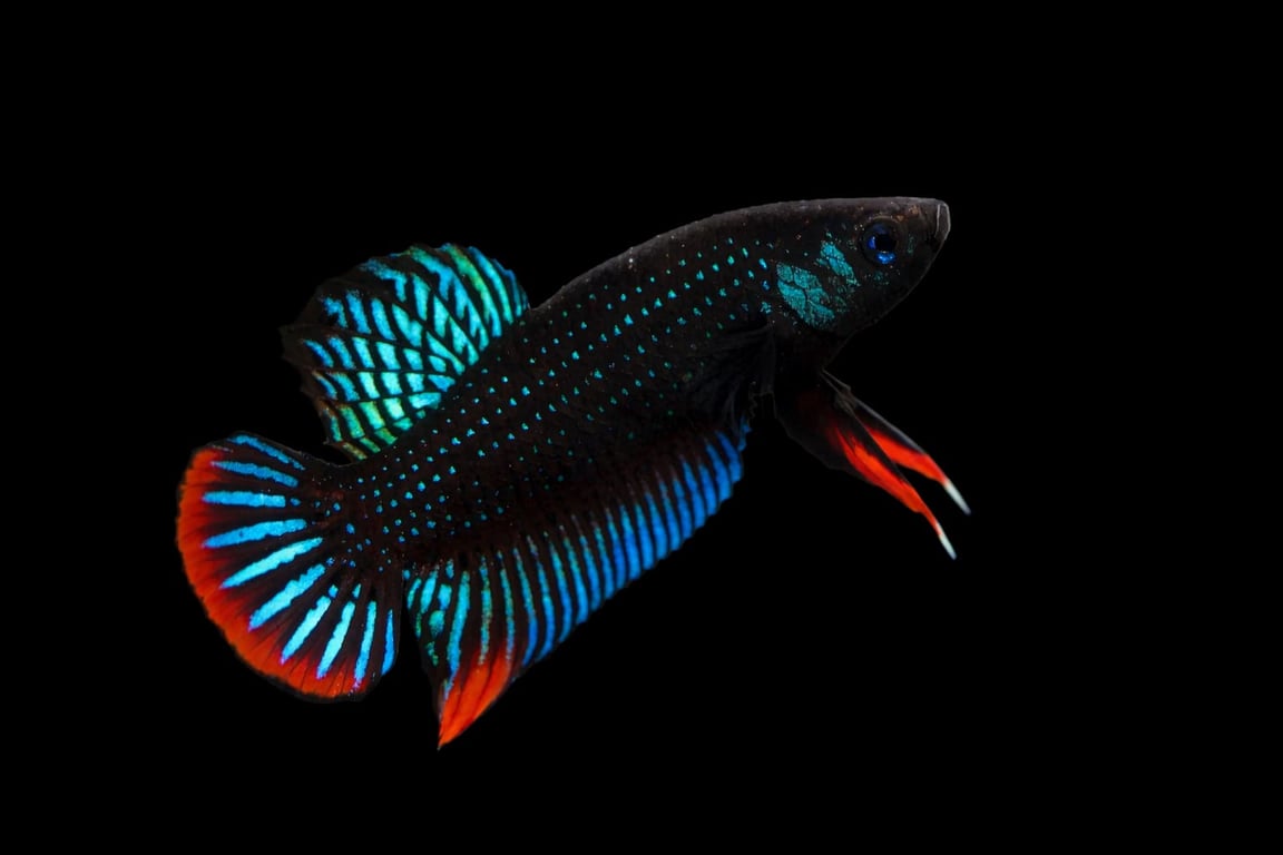 Peaceful Betta