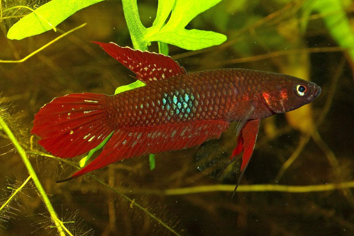Wine Red Betta