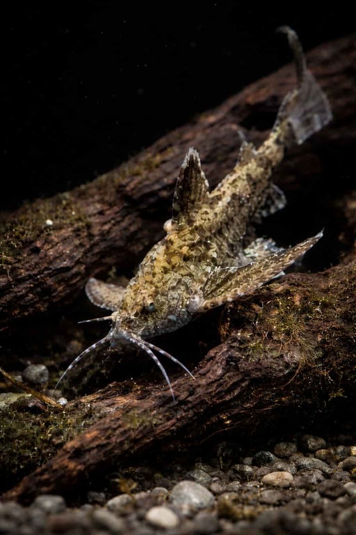 Asian Stone Catfish