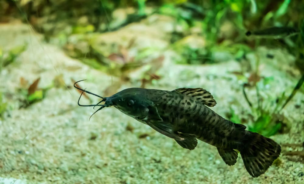 Hoplo Catfish