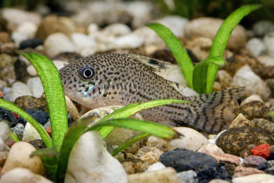 Julii Corydoras