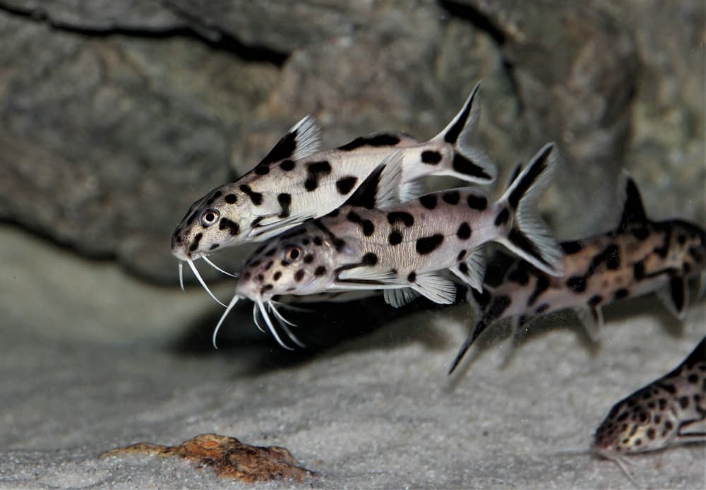 Synodontis Petricola