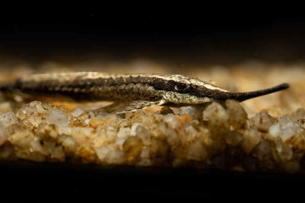 Twig Catfish