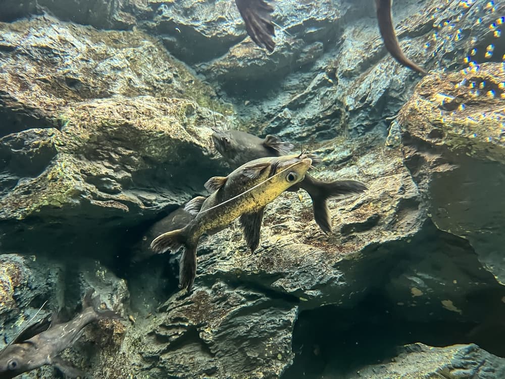 Upside-Down Catfish