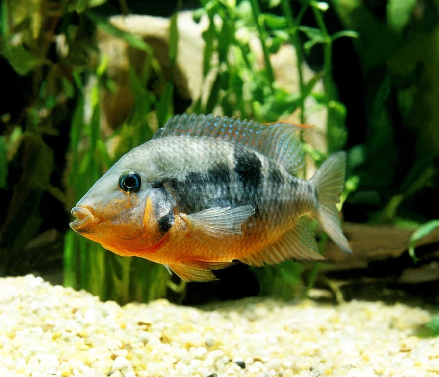 Firemouth Cichlid
