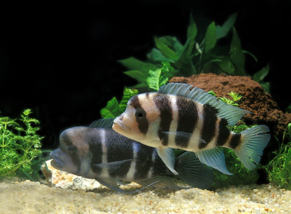 Frontosa Cichlid