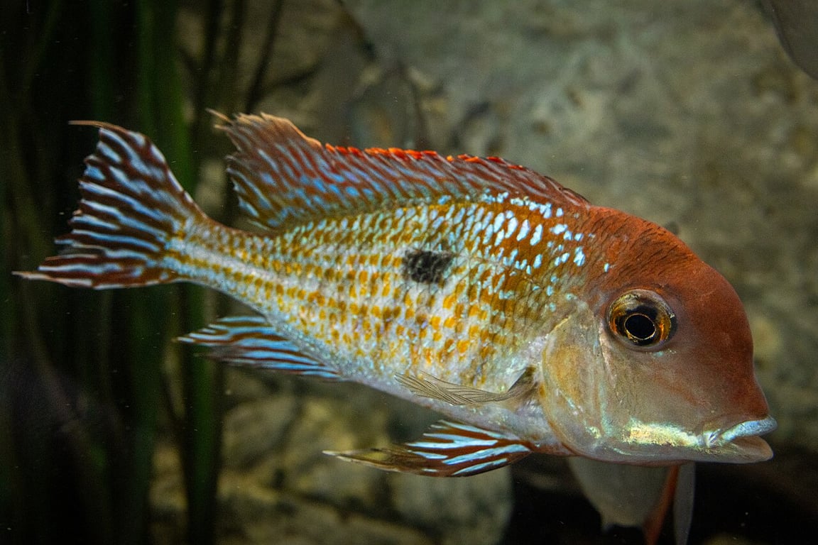 Geophagus Tapajos Red Head