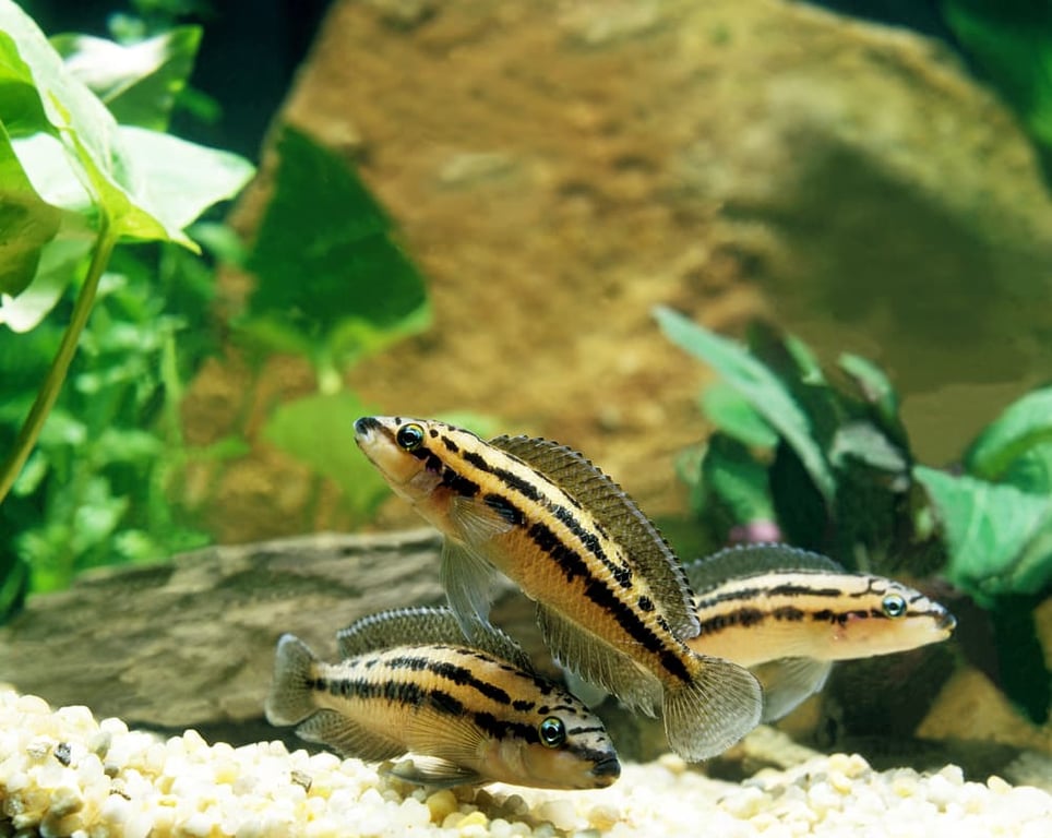 Julidochromis Dickfeldi