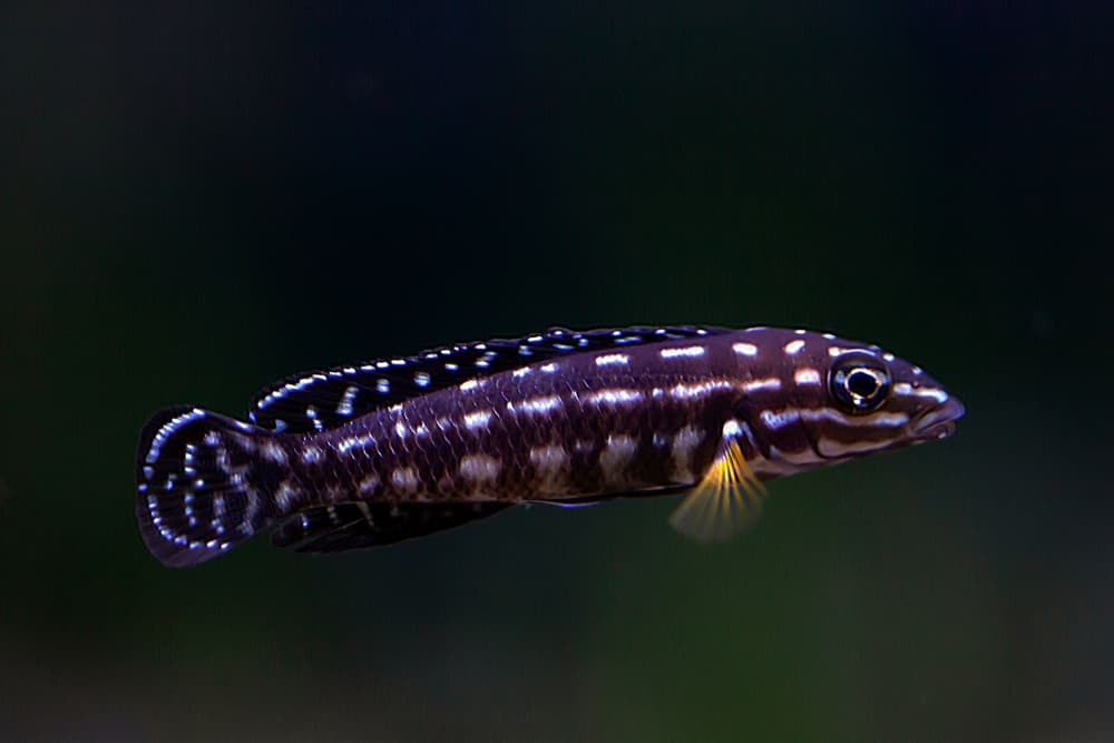 Julidochromis Marlieri