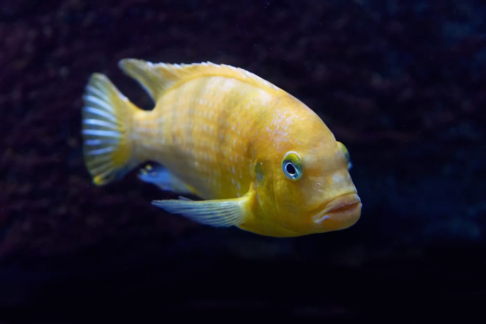 Kenyi Cichlid