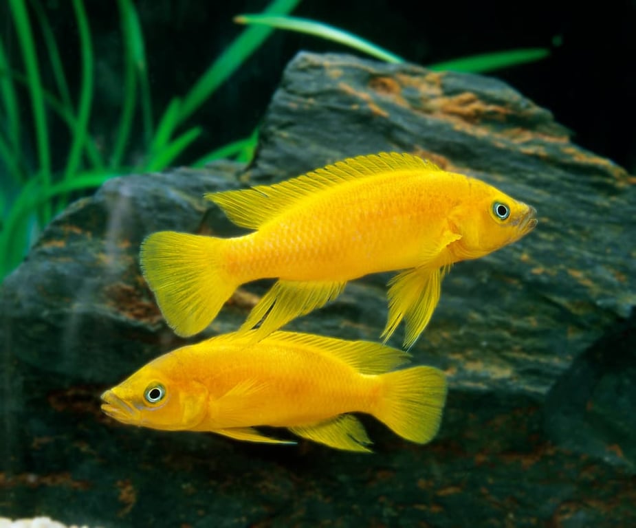 Leleupi Cichlid