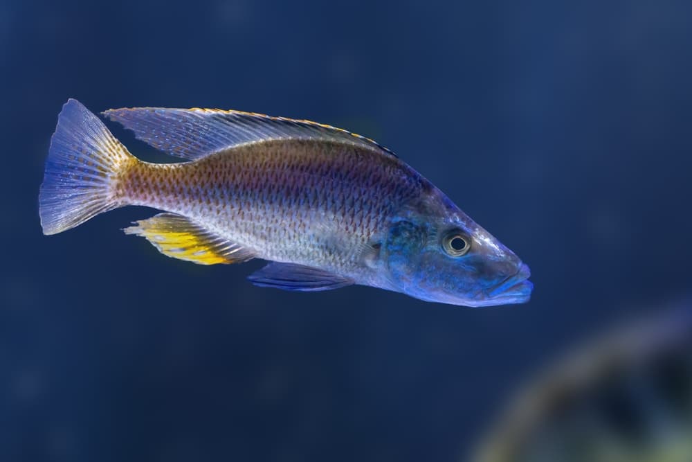 Malawi Eye-Biter