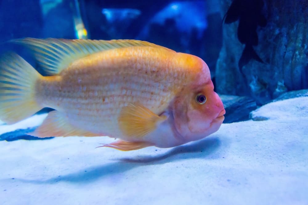 Midas Cichlid