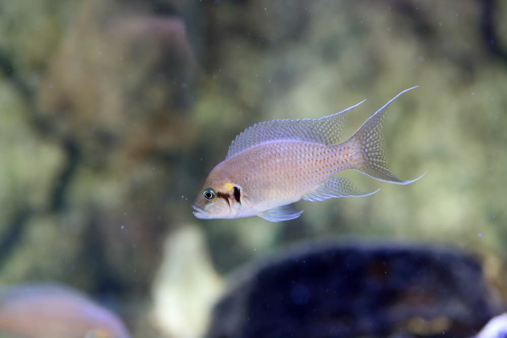 Neolamprologus Brichardi