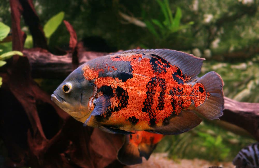 Oscar