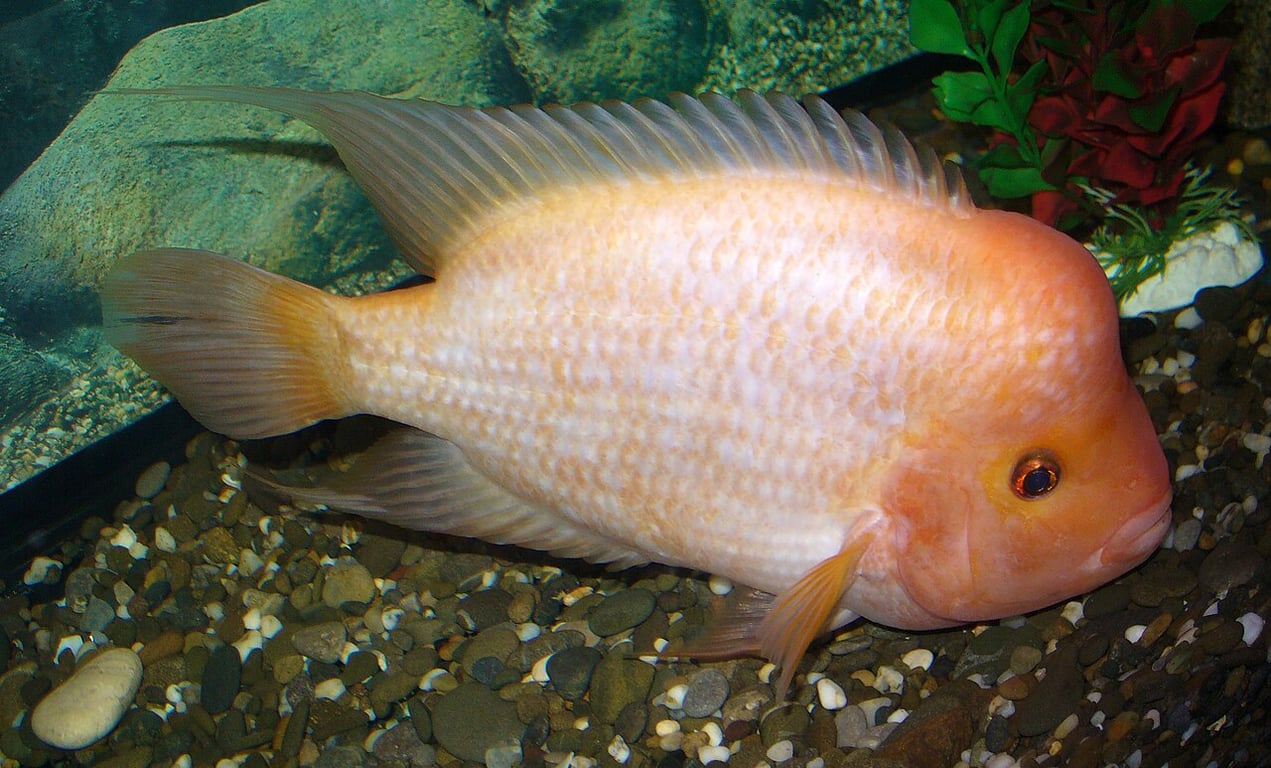 Red Devil Cichlid