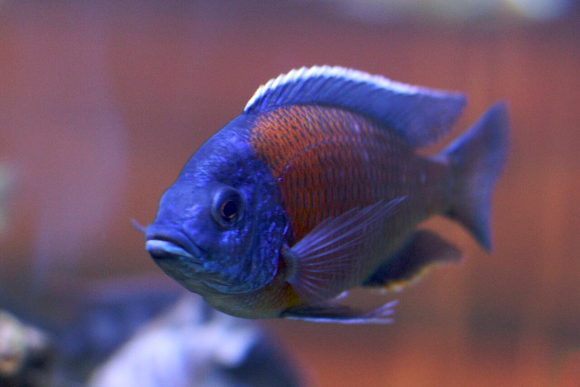 Red Kadango