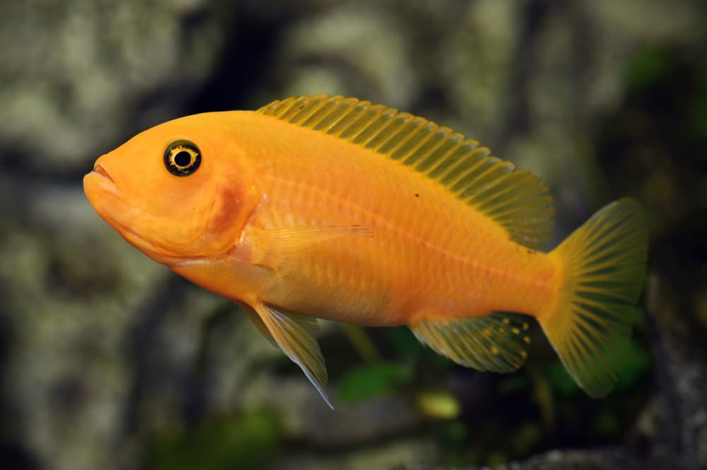 Red Zebra Cichlid