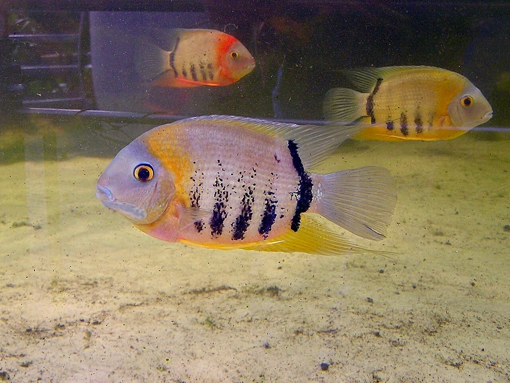 Severum