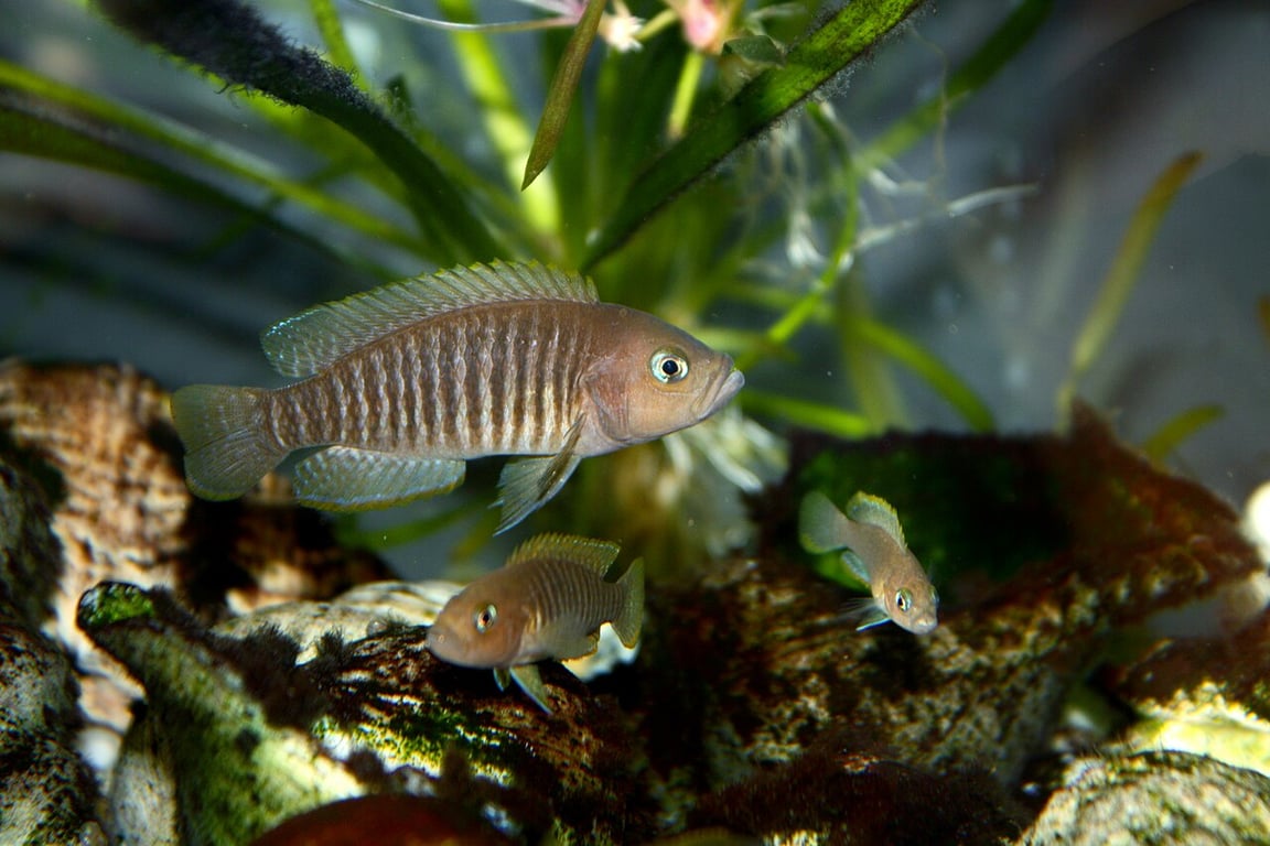 Shell Dweller