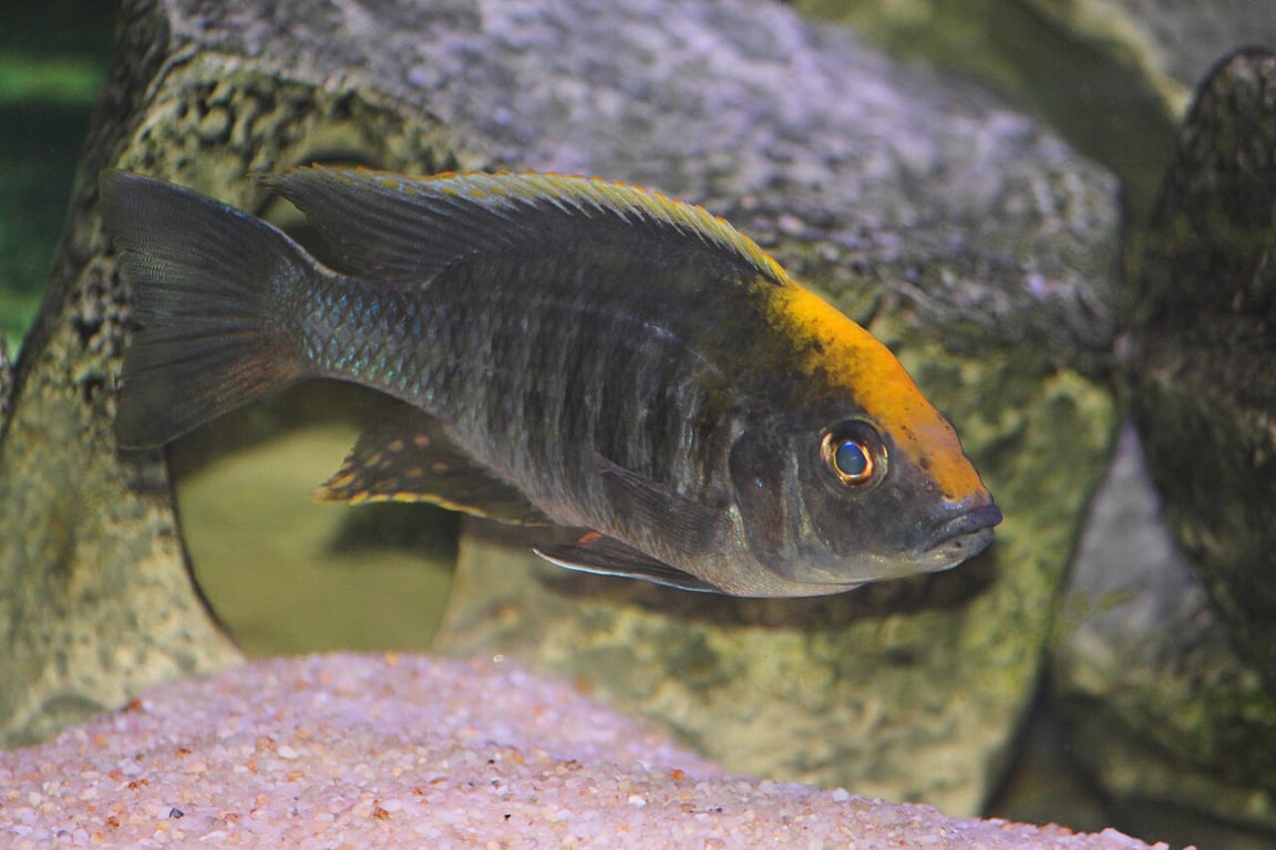 Sulfur Head Peacock
