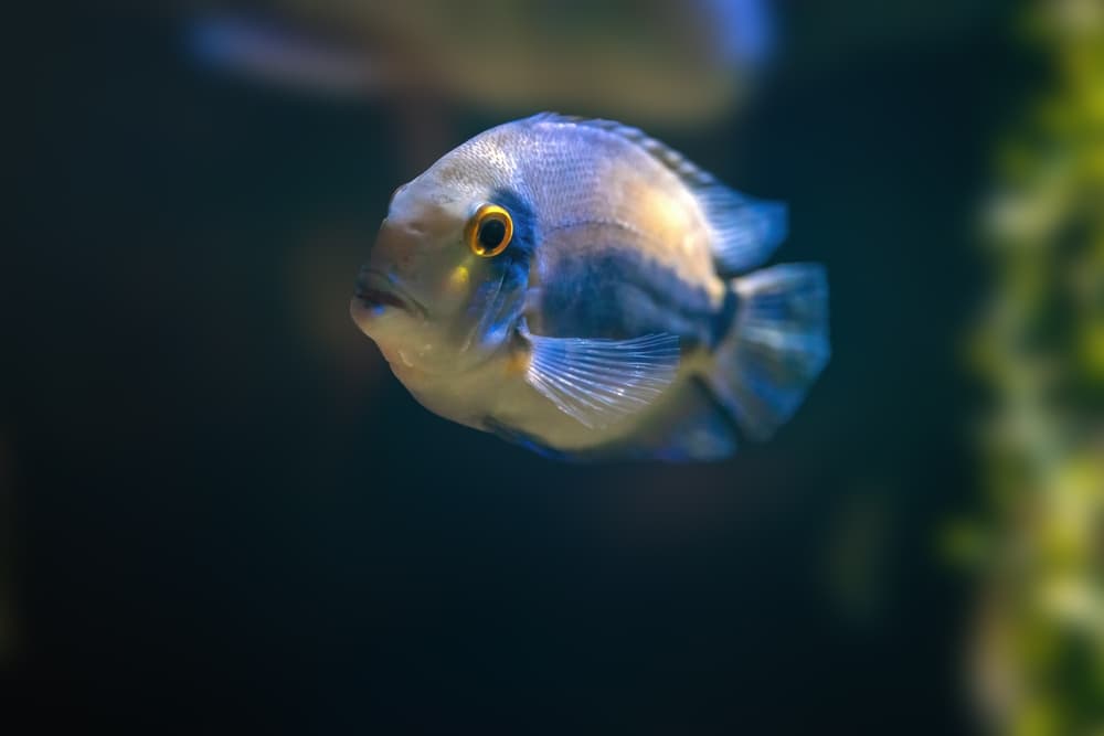 Uaru Cichlid
