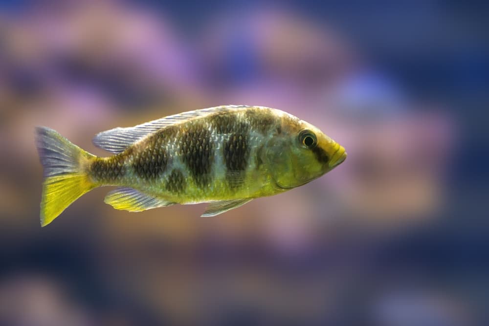 Venustus Cichlid