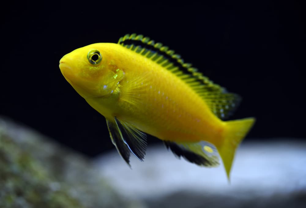 Yellow Lab Cichlid