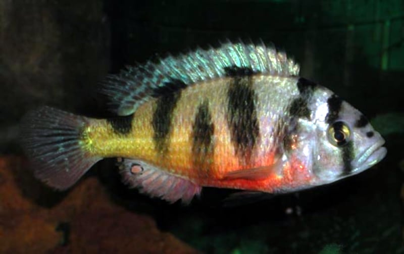 Zebra Obliquidens