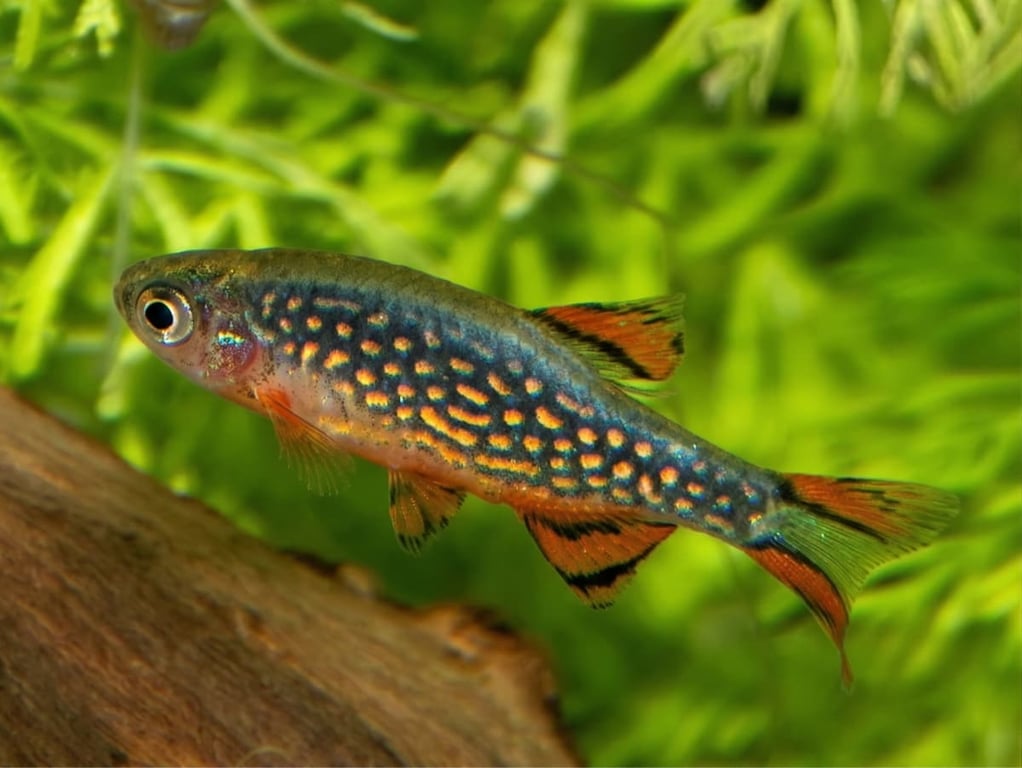 Celestial Pearl Danio