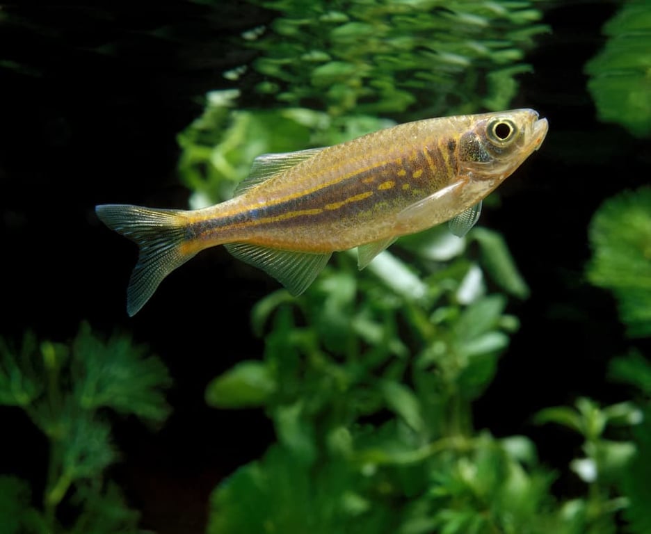 Giant Danio
