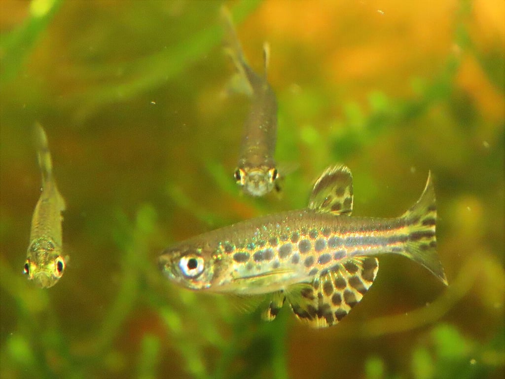 Gold Ring Danio
