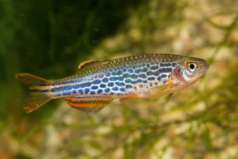 Orange-Finned Danio