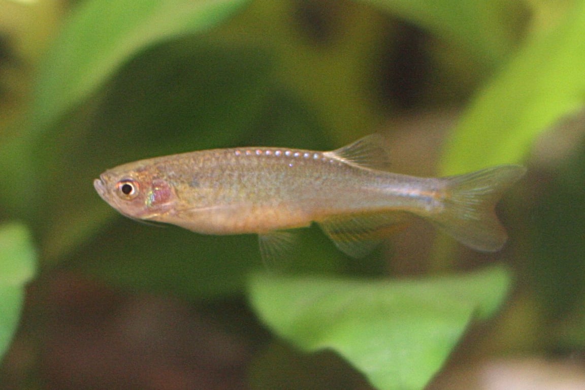 Rosy Danio