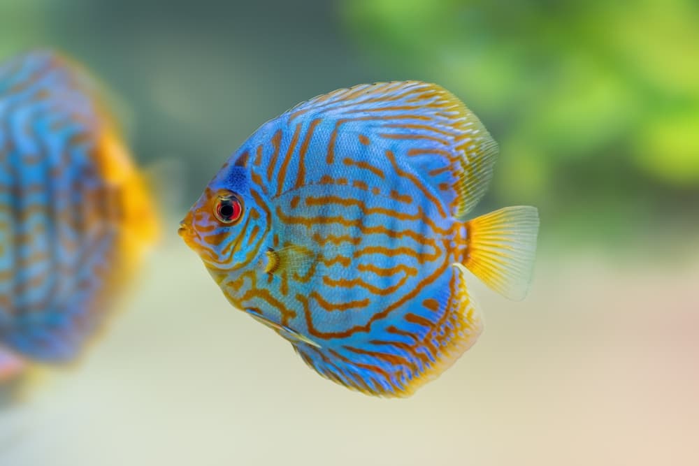 Discus