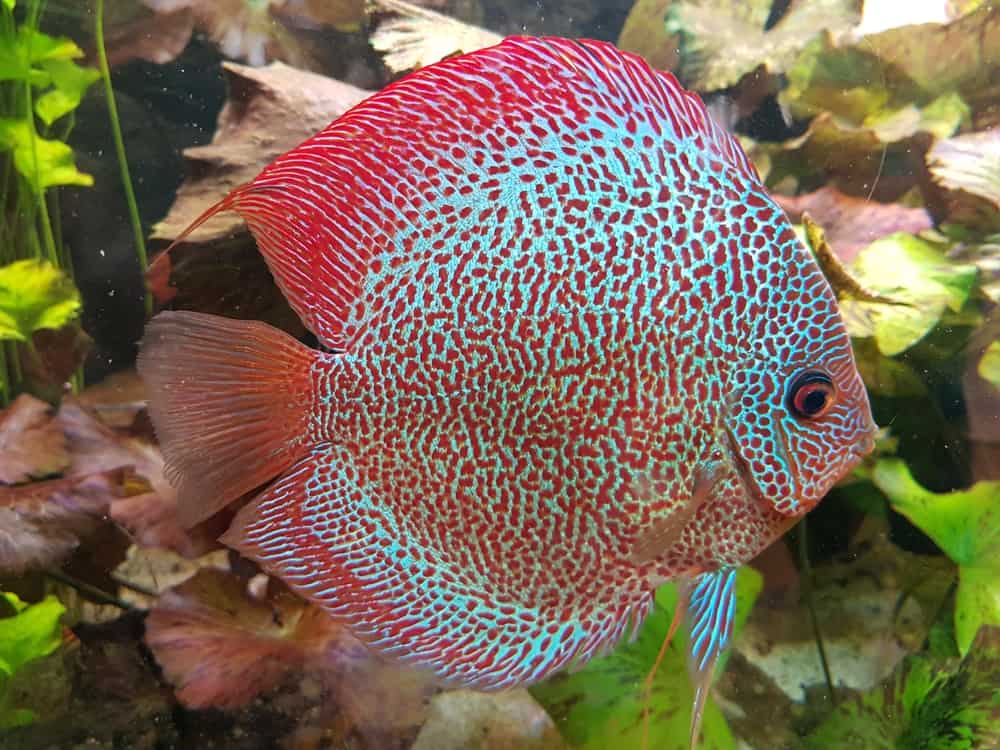 Leopard Discus
