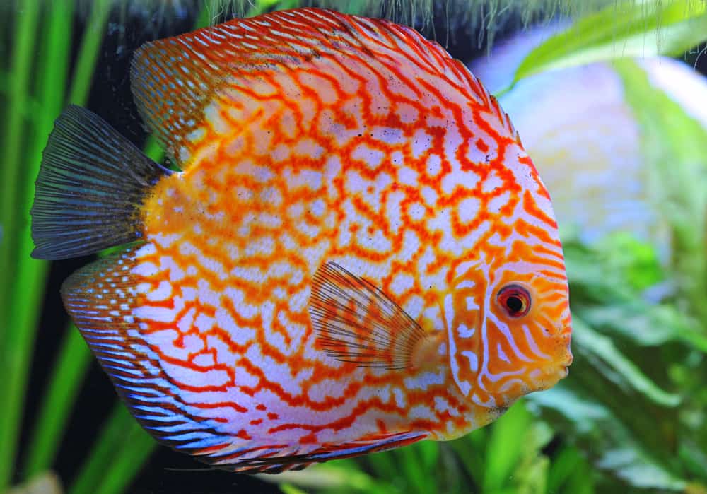 Pigeon Blood Discus