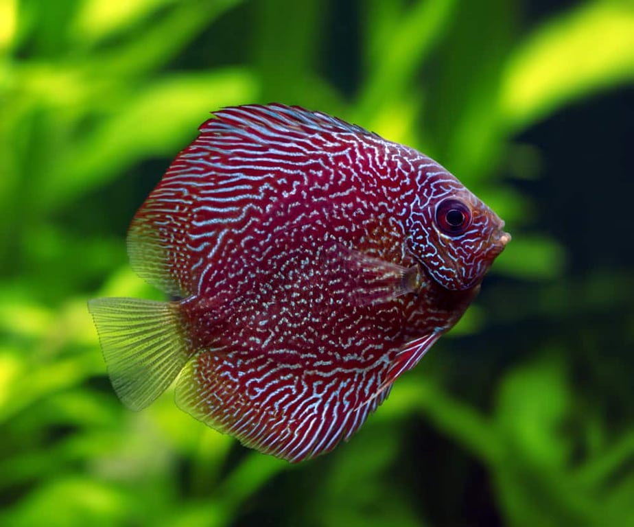 Snakeskin Discus