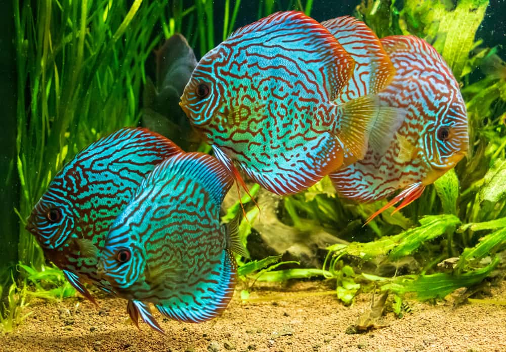 Turquoise Discus