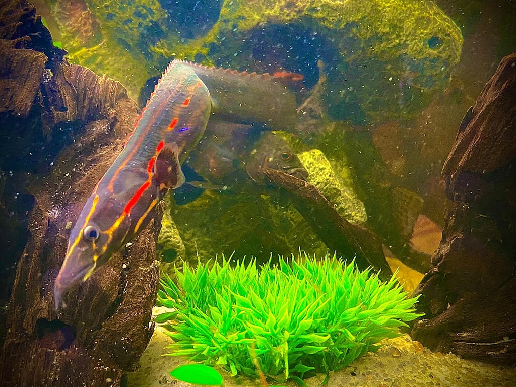 Fire Eel