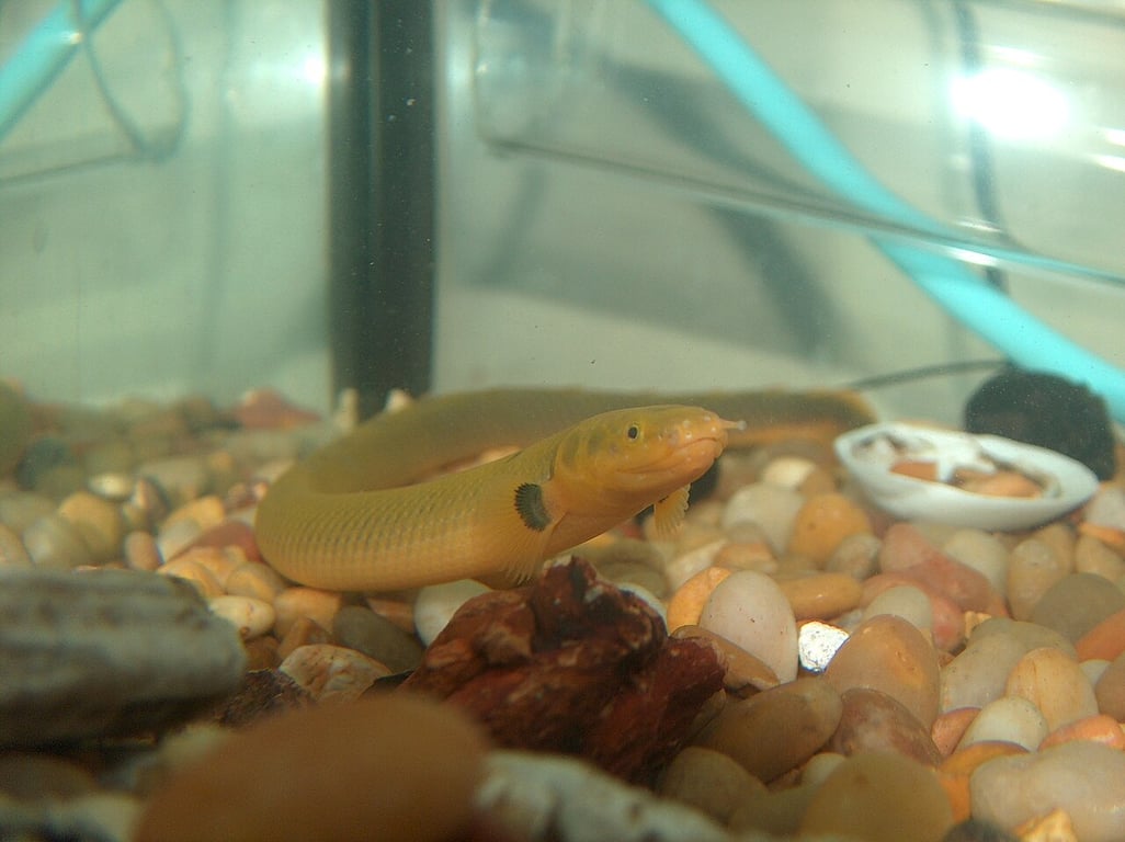 Rope Fish