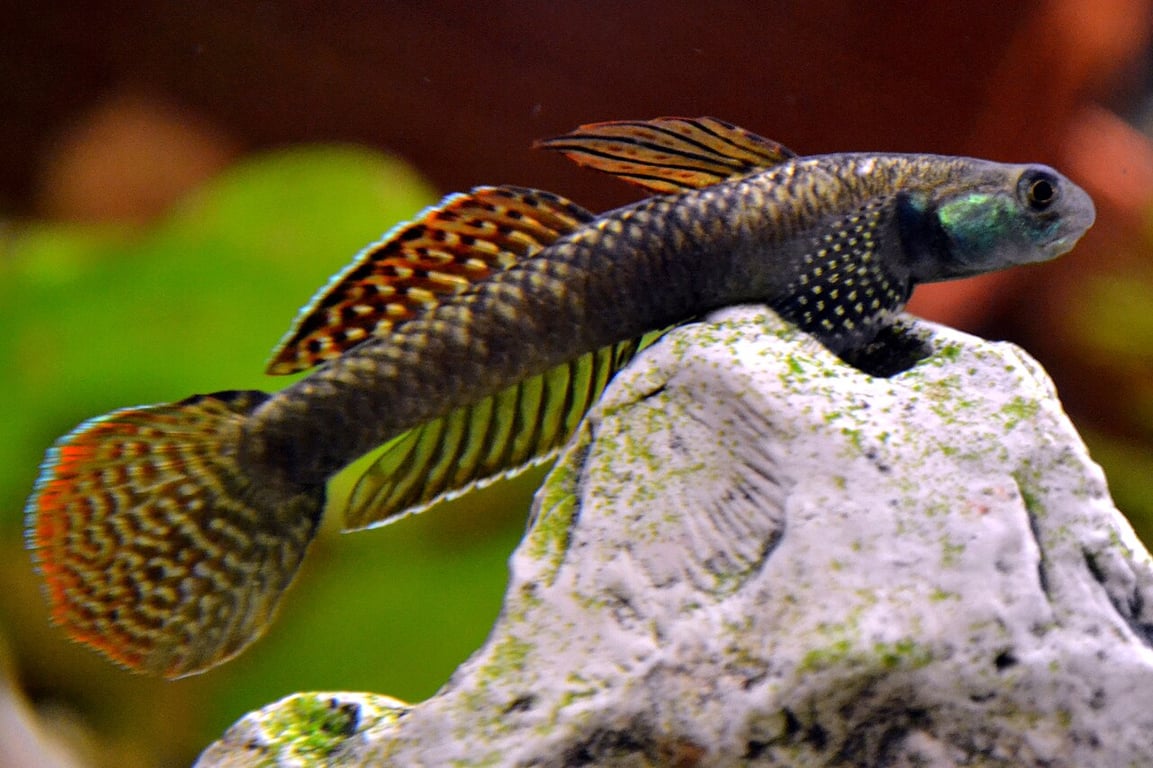 Freshwater Goby